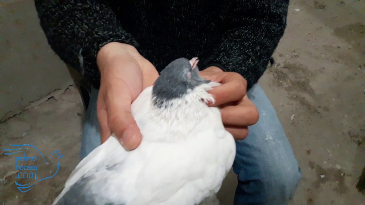 Yumurta Felci Geçiren Dişi Güvercin