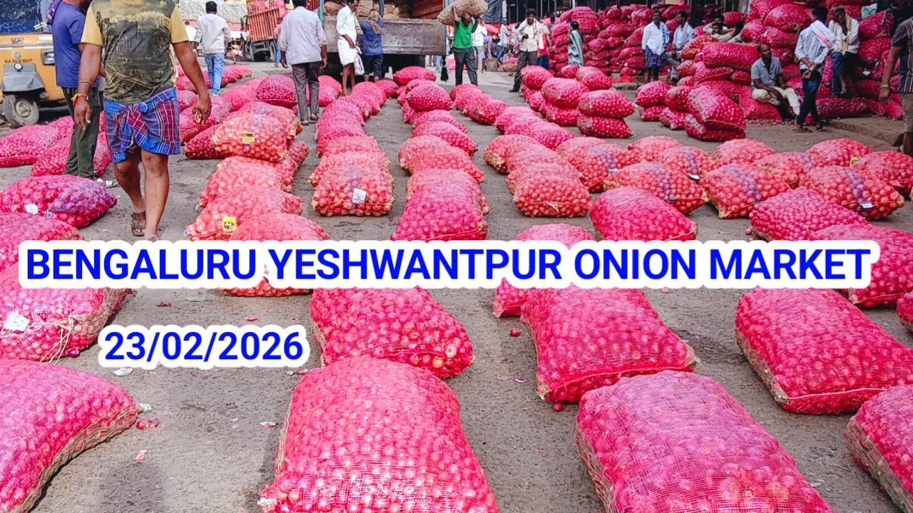 Bengaluru Yeshwantpur onion market rate #pyaj #market 