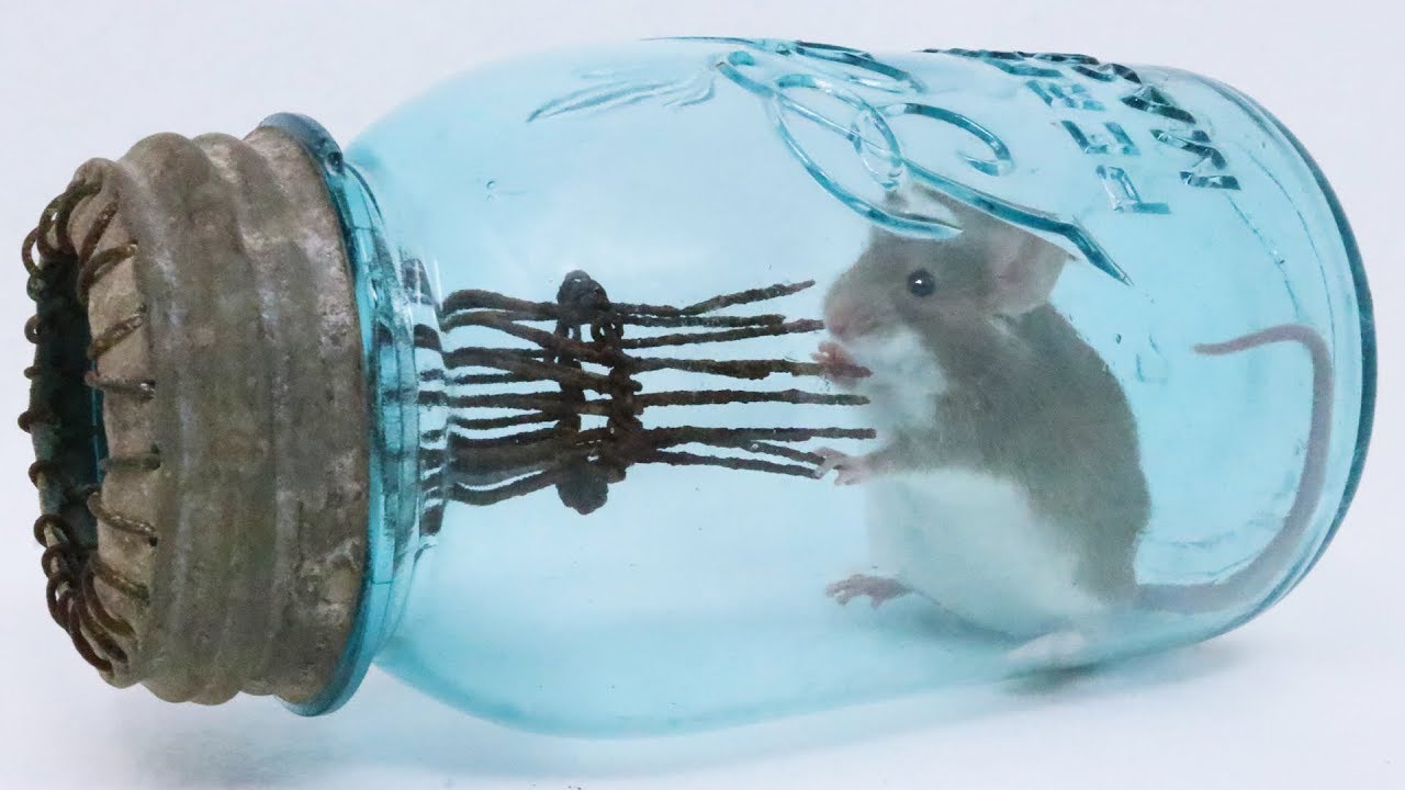 Antique Ball Canning Jar Mousetrap On Display At the Smithsonian Museum. Mousetrap Monday