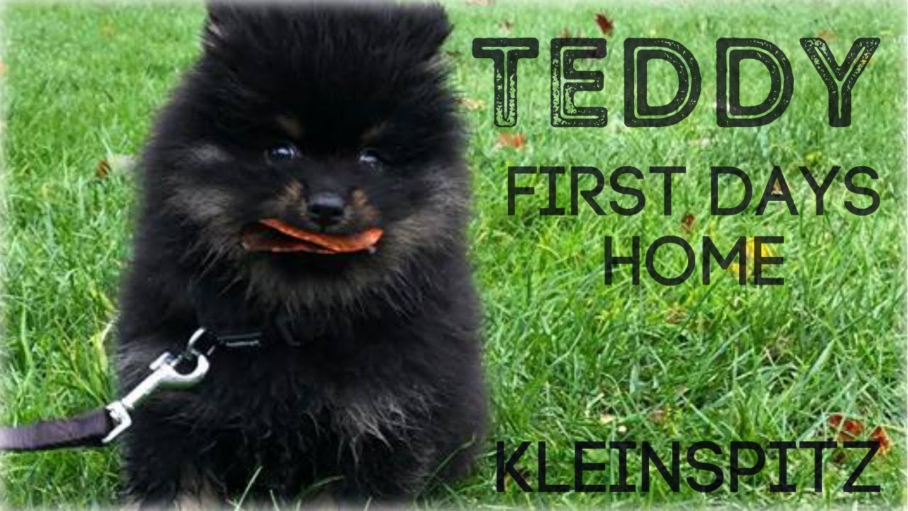 Teddy The Kleinspitz - 8 weeks - First days in new home