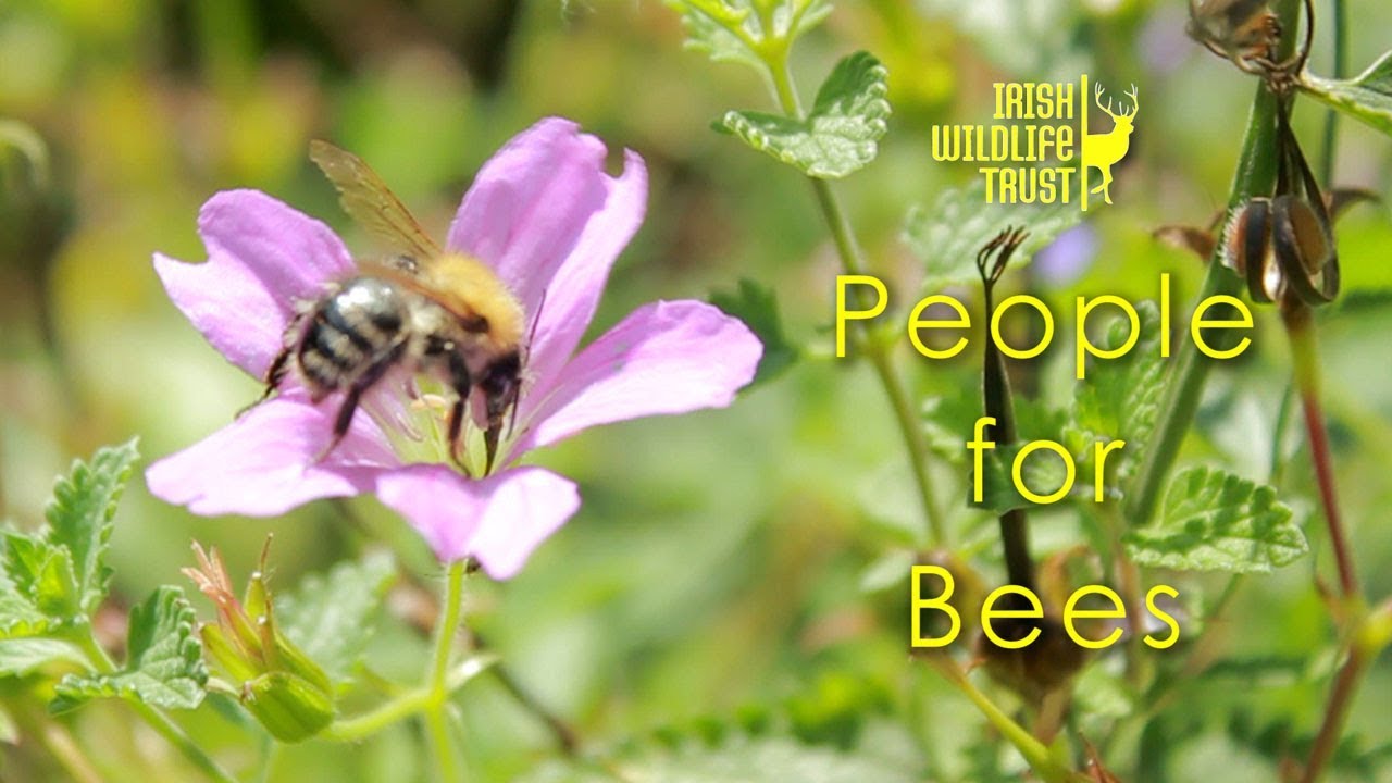 People for Bees - Irish Wildlife Trust