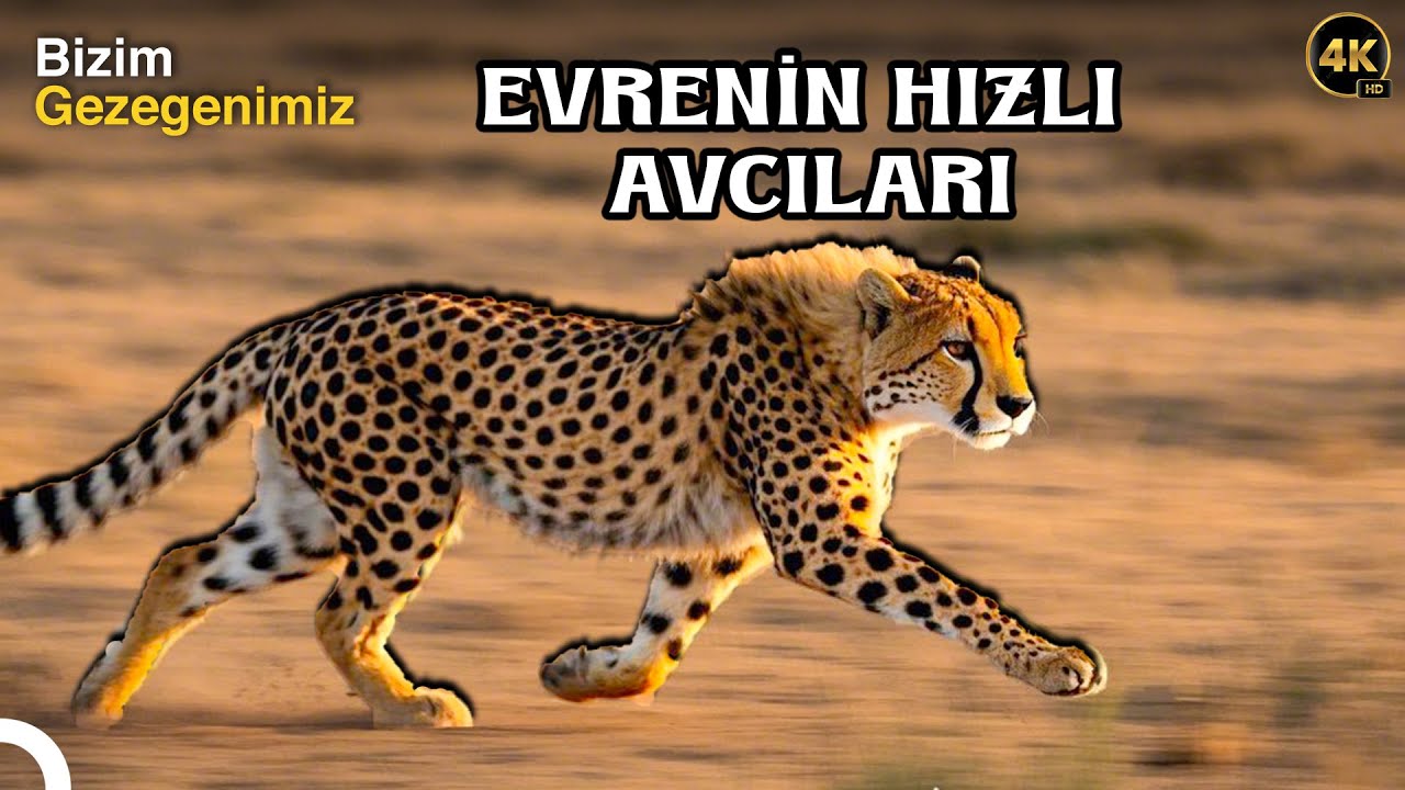 Vahşi Yaşam | &Ccedil;itaların Avlanma Stratejileri | 4K T&uuml;rk&ccedil;e Dublaj | 8.B&ouml;l&uuml;m