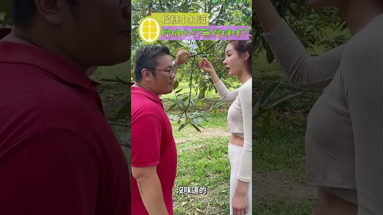 榴莲小知识分享｜ Raico 与 Justin 的果园实地交流