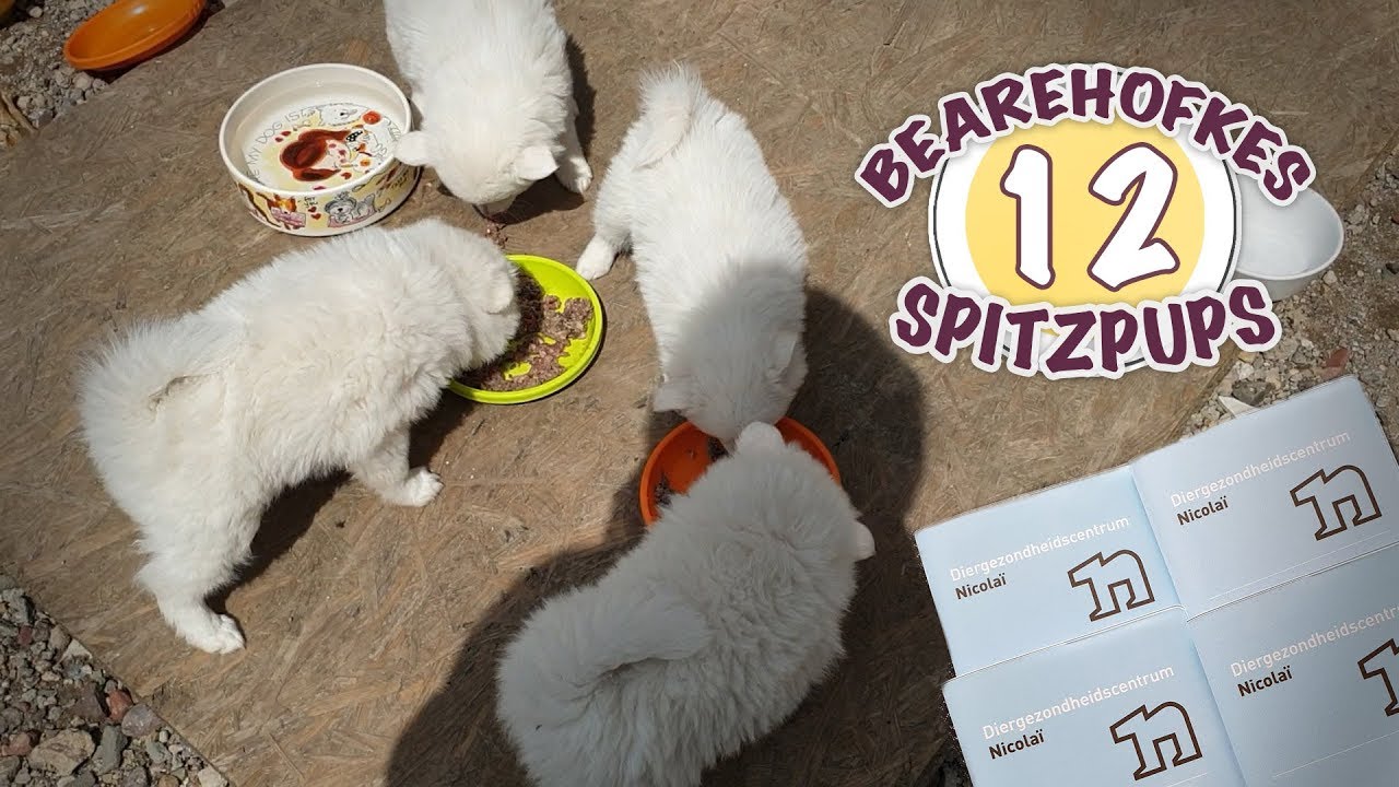 De Pups zijn Gechipt, Gevaccineerd + Eigen Stamboomnaam Gekregen | Bearehöfkes Spitz Pups