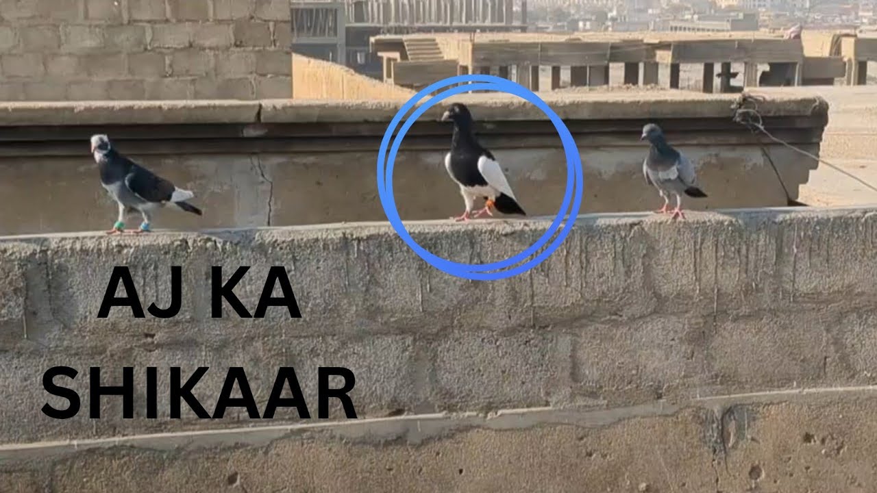 Israeli Breed Kabootar Pakra | Rare Israeli Pigeon Catch Today | Pakistan Birds Club