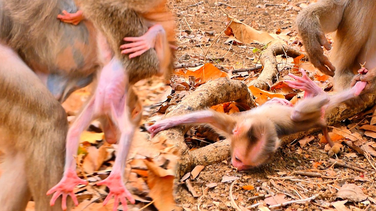 Protective Mama ROZITA Gently Pulls Baby ROSCO Back When He Wants to Play 🐒💛