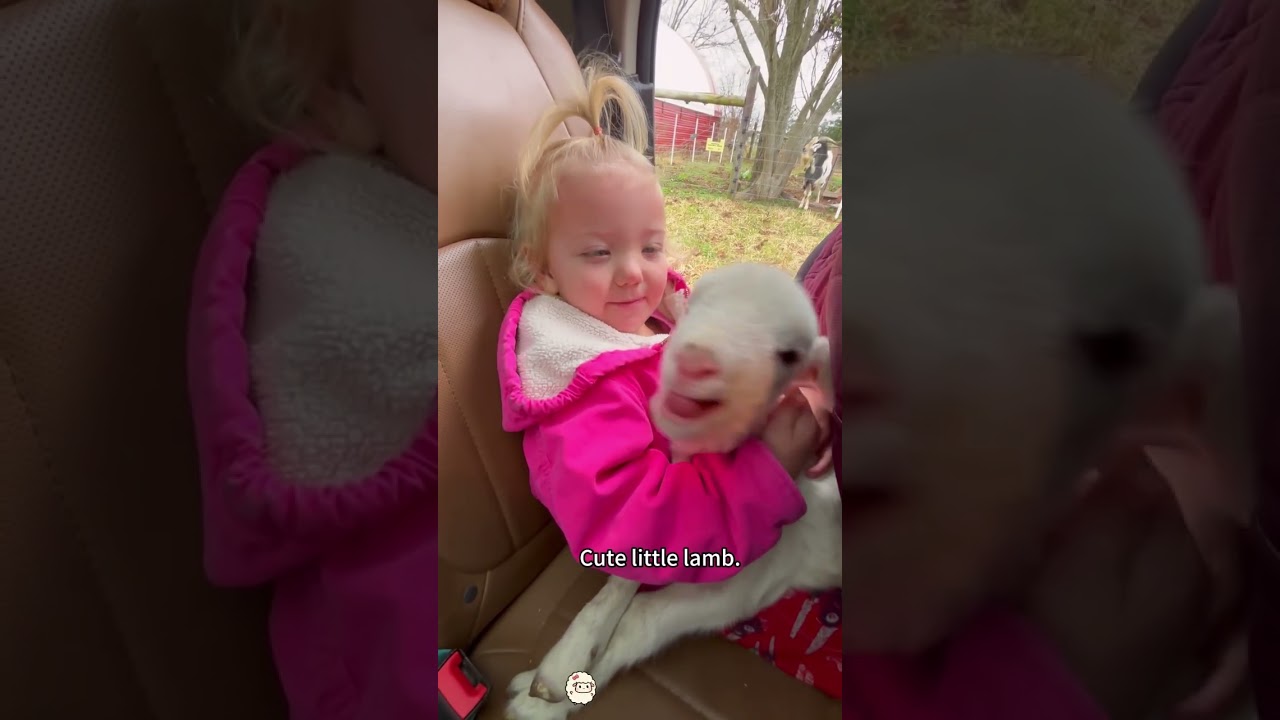 Cute little lamb 🐑 #cute #lamb #sheep #fyp #animals #funnyanimal #animals