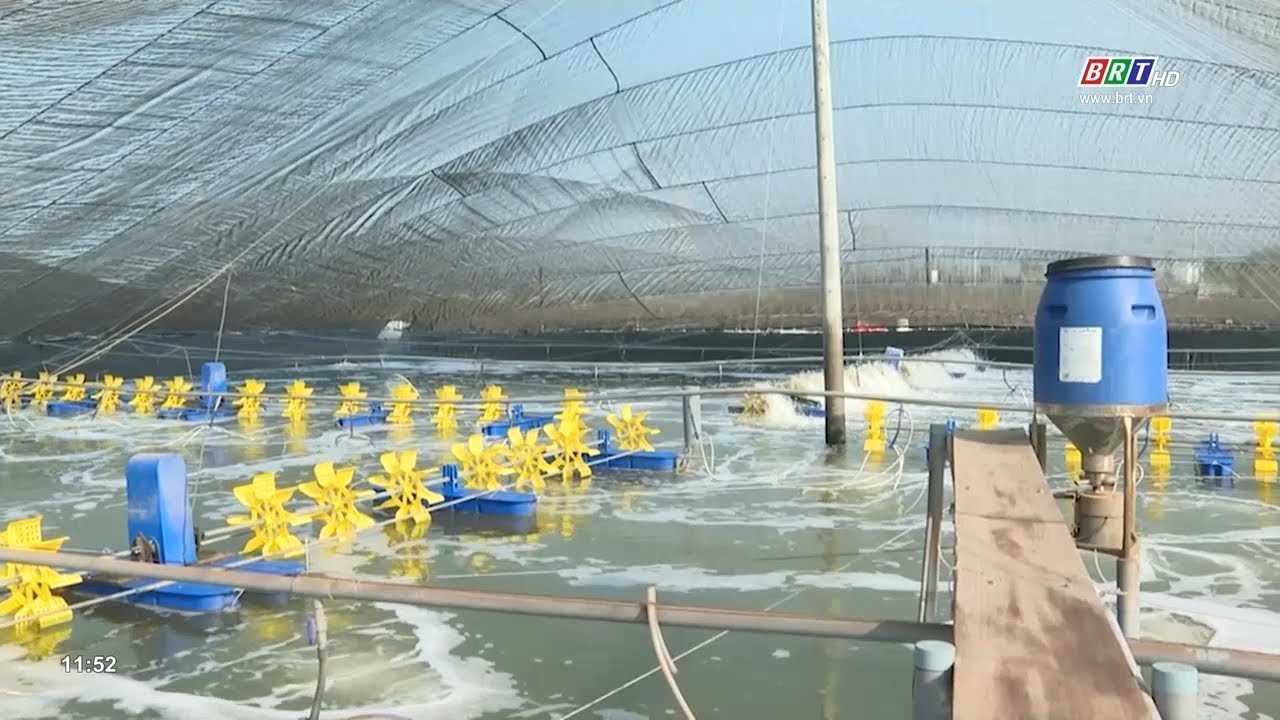 Thu l&atilde;i h&agrave;ng tỷ đồng nhờ nu&ocirc;i t&ocirc;m c&ocirc;ng nghệ cao | BRTgo