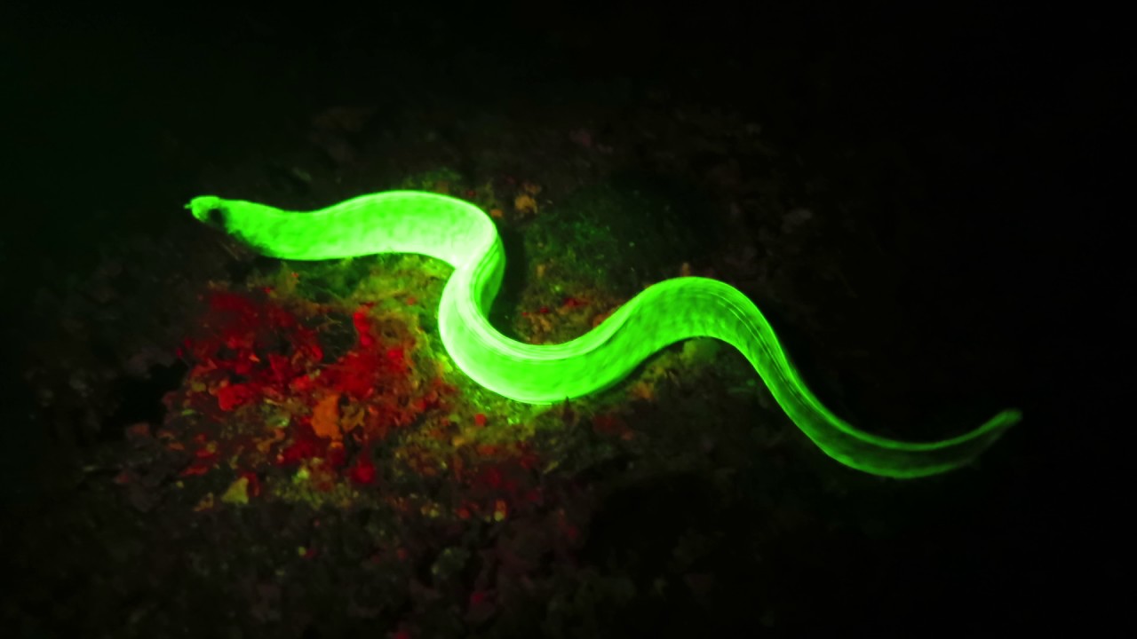 Gymnothorax zonipectis  Barred fin Moray on UV fluorescence night diving in Madagascar