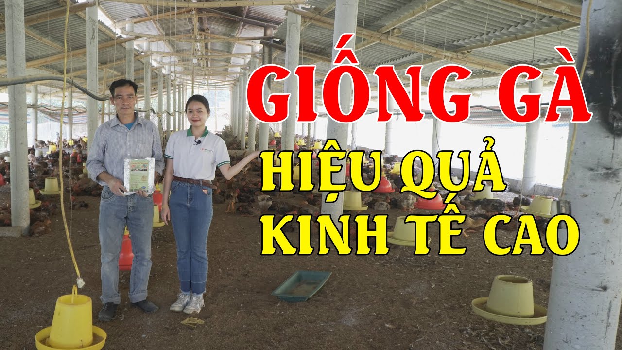 Giống Gà Lai Hồ: Thịt Ngon, Ít Bệnh, 90 Ngày Được Xuất | Trang Trại 8000 Gà Lai Hồ tại Tuyên Quang