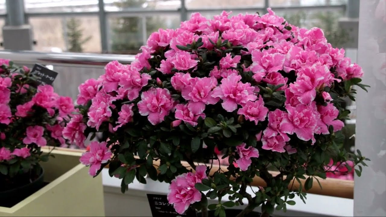 にいがたの花 アザレア（新潟県立植物園）