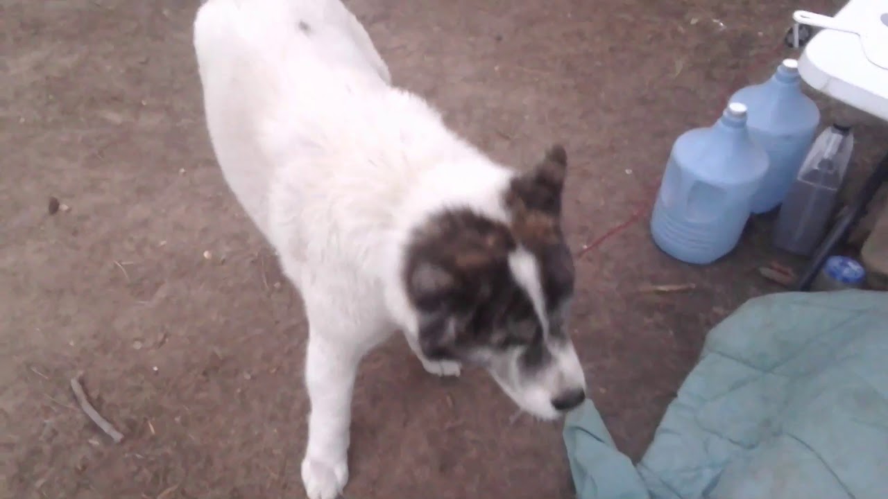 SHTF Dog