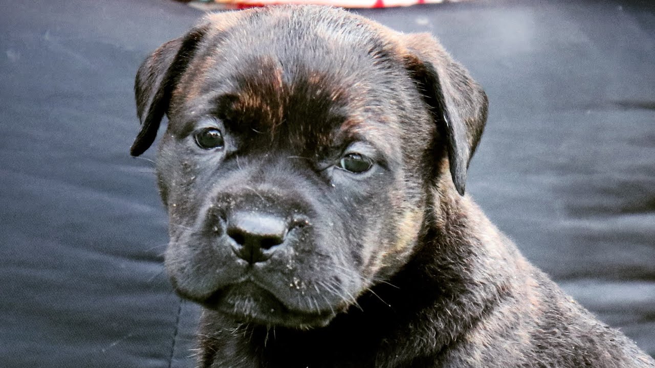 Mother Dog Desensitizes Her Unruly Puppy
