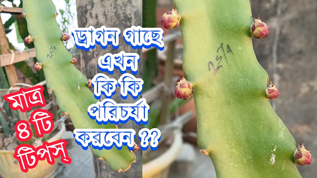 ড্রাগন গাছে ফুলের কুঁড়ি আসার পর কি কি পরিচর্যা করলে কুড়িঝড়া রোধ করা যাবে। ১০০% কার্যকারী পদ্ধতি।