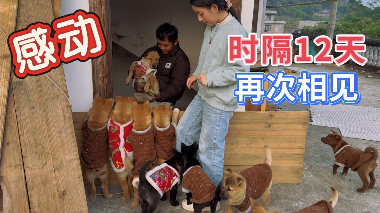 狗妈妈意外感染病毒，隔离12天后第一次见到自己的孩子，心跳加快场面感人，小狗看到妈妈哇哇大叫