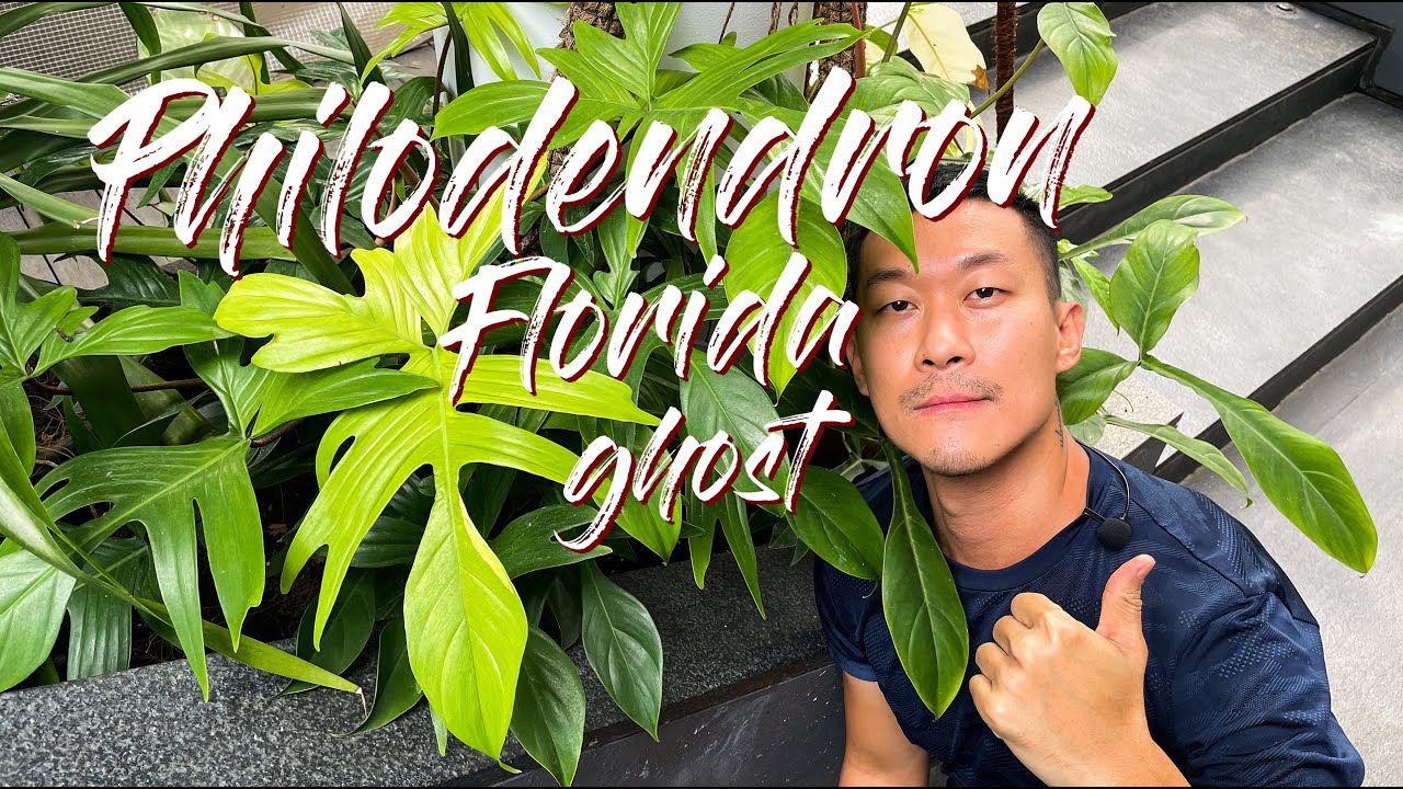 Philodendron Florida Ghost care and propagation