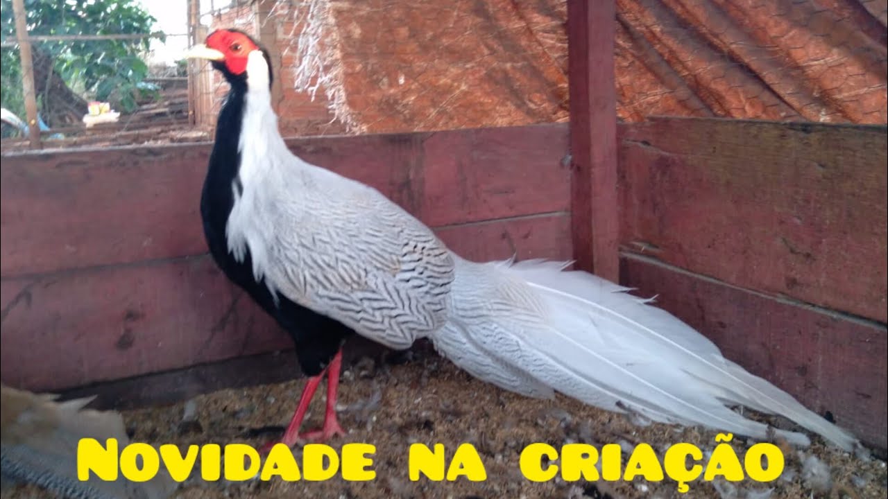 NOVIDADE NA CRIAÇÃO, CASAL DE FAISÃO PRATEADO