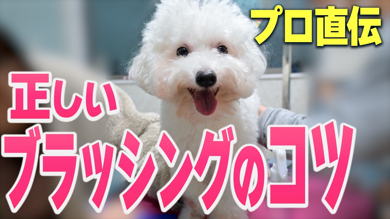 トリマーさんにブラッシング・レクチャー受けてきた！