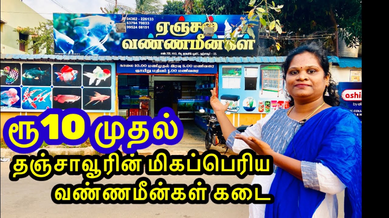 வண்ணமீன்கள்/angel fish aquarium in Thanjavur