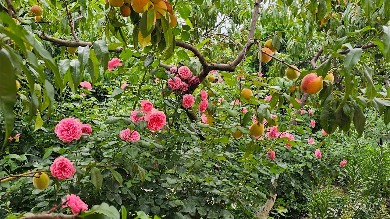 My Ukrainian Garden in the middle of July,2024