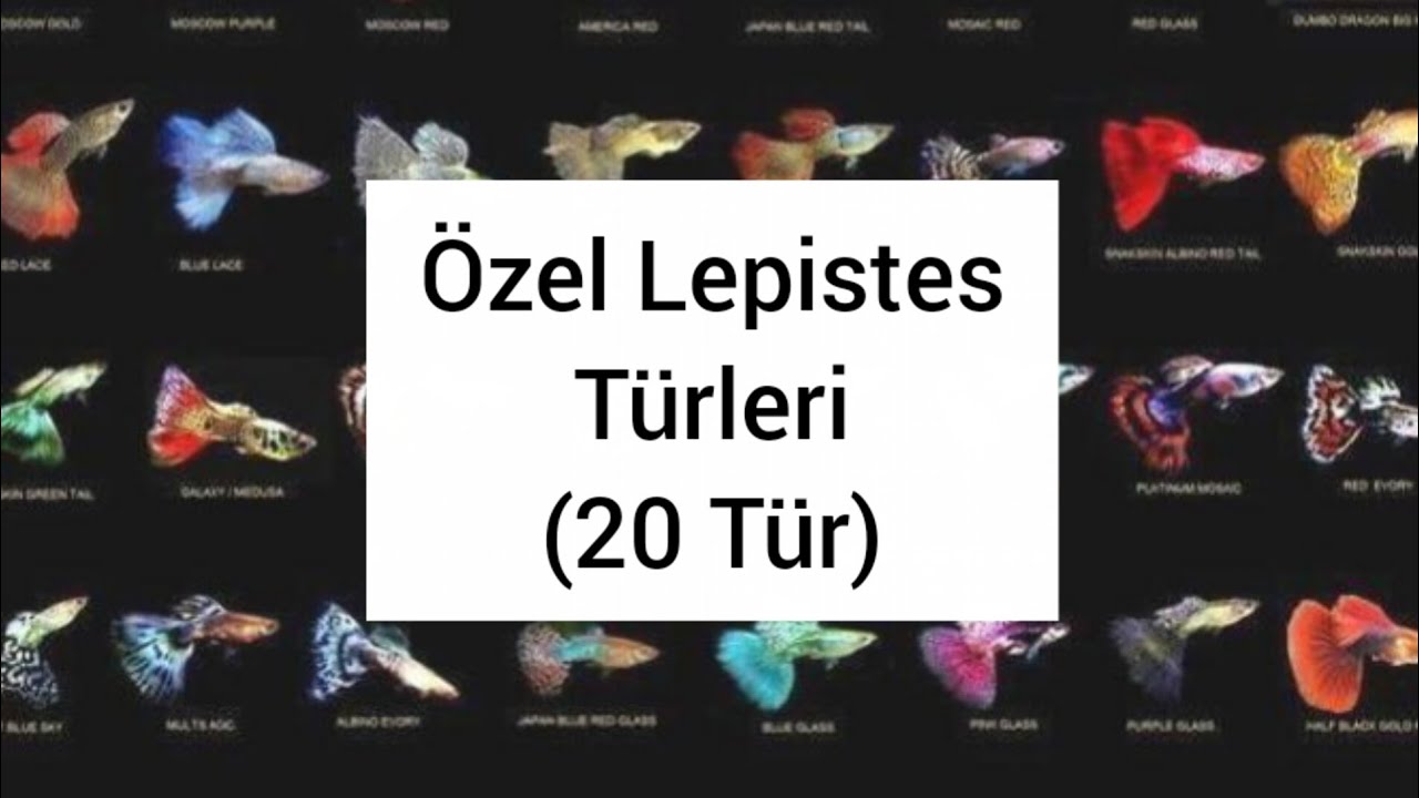 Özel Lepistes türleri (20 Farklı Tür), Akvaryum Balıkları