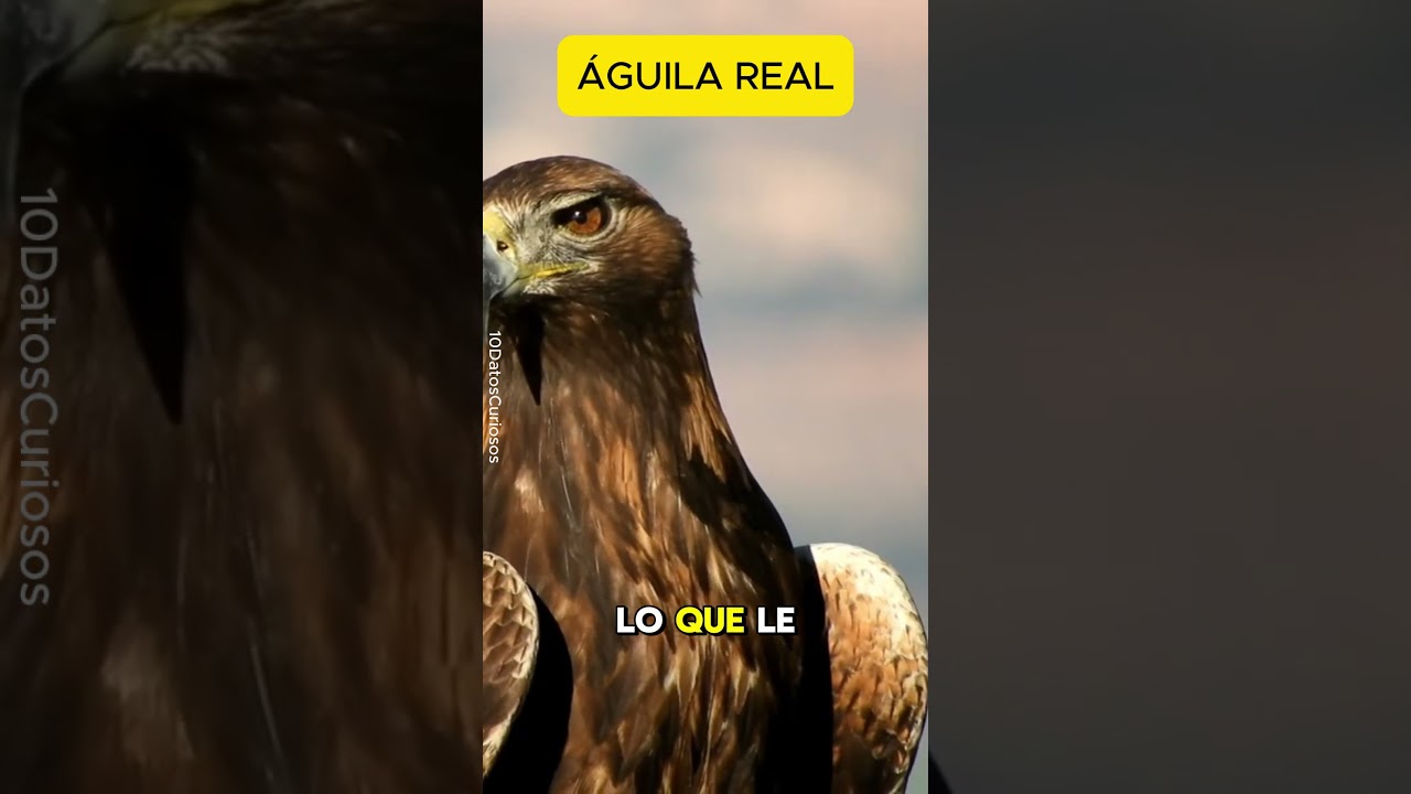 10 Datos Curiosos sobre el &Aacute;GUILA REAL