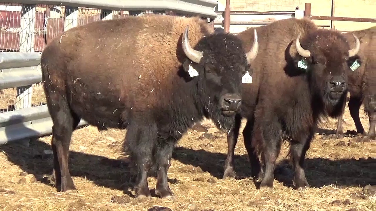 Lot 12b Bulls - 777 Bison Ranch | Prairie Legends Bison Auction 01.02.2021 &mdash; 3 p.m. MST