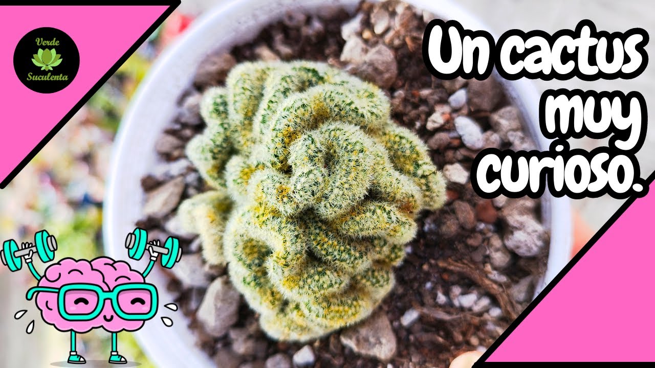 Cómo mantener sano y creciendo a tu cactus 