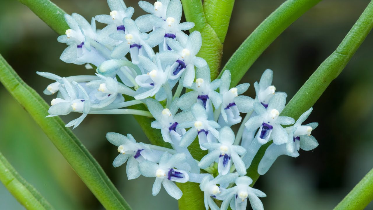 Episode 11 My Cleisocentron merrillianum is really a C. gokusingii plus some beautiful miniatures