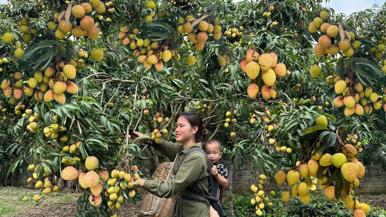Harvesting Lychee Fruit to Sell at Market - Pet Care | Trieu Thi Thuy