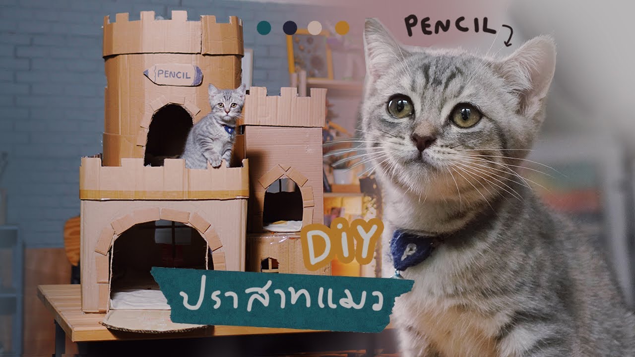 ทำปราสาทแมวจากกกล่องลัง ! (เปิดตัวน้องเพนซิล งู้ยยยย)