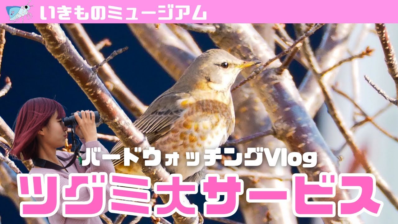 【野鳥観察】冬鳥ツグミの群れを観察してみた！【Vlog】
