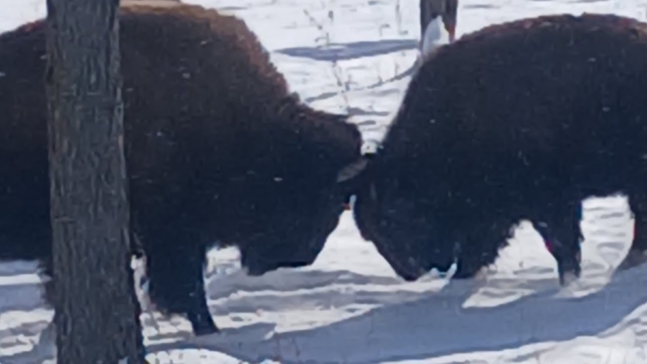 Winter Blessings.                      #oldschoolalaska #nature #wildlife 