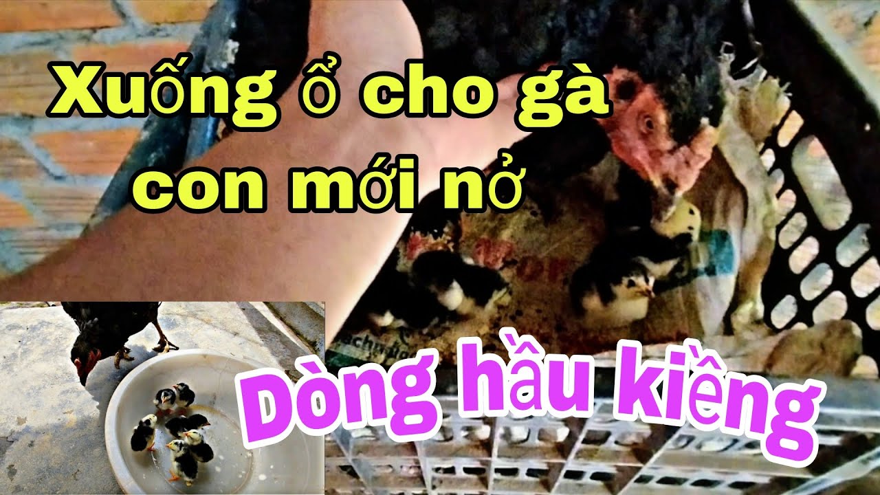 Xuống ổ cho gà con mới nở,dòng mái hầu kiềng.