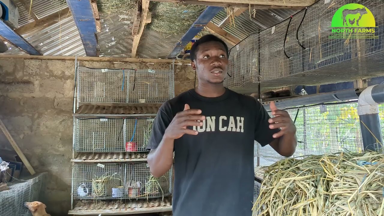 Ensuring a PROFITABLE RABBIT FARMING #agribusiness #livestockfarming #farming #rabbit 