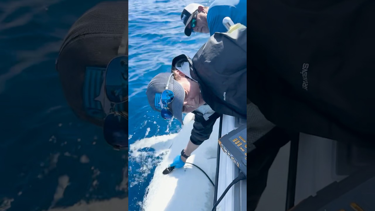 OCEARCH TAGS A PREGNANT TIGER SHARK #tigershark #pregnantshark #sharkscience #sharkeducation
