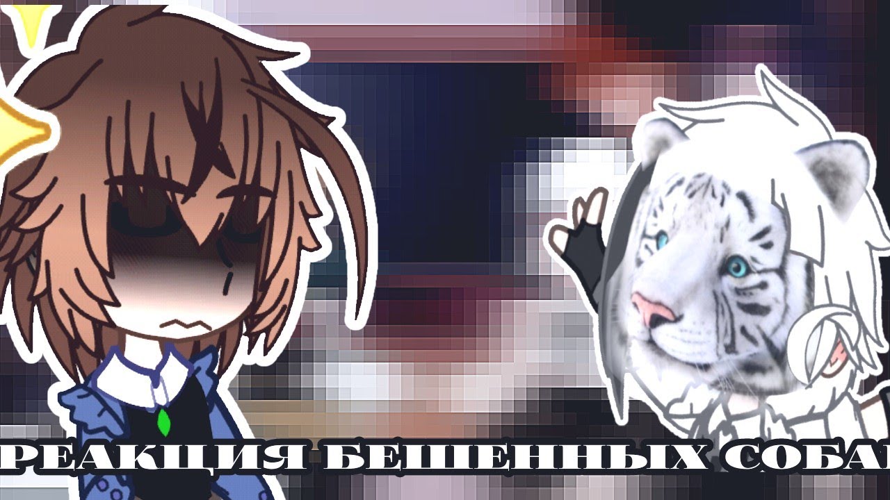 💐 реакция б̶р̶о̶д̶я̶ч̶и̶х̶ п̶с̶о̶в̶ (бешенных псин) на тики токи 🦐