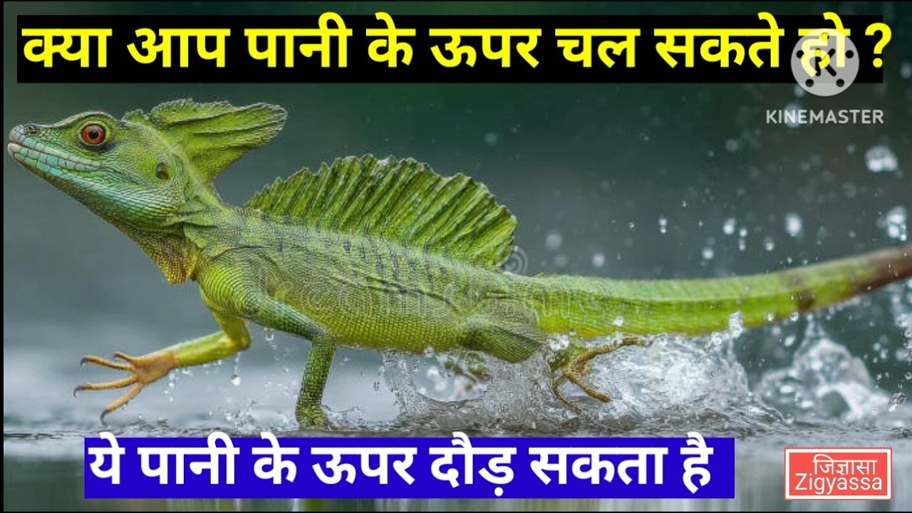 दुनिया का अकेला जीव जो पानी पर दौड़ सकता है | This animal can walk and run on water