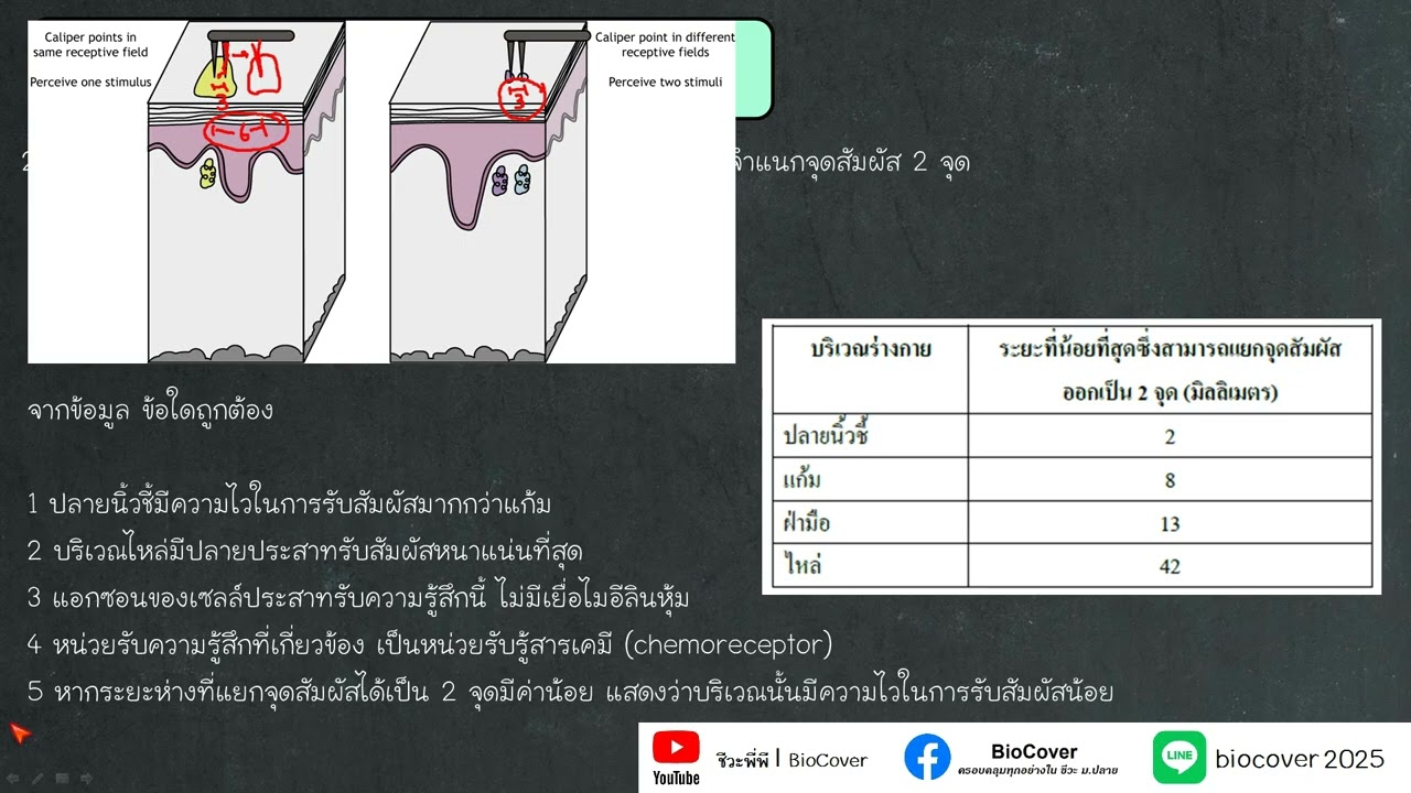 เฉลยข้อสอบ A-level ปี 68 ข้อ 21 : ความไวในการรับสัมผัส
