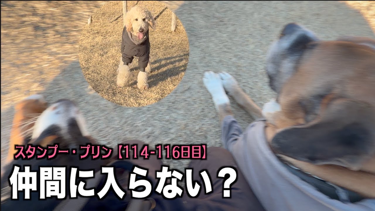 ひたすら呼び戻し練習【プードル114 116日目】