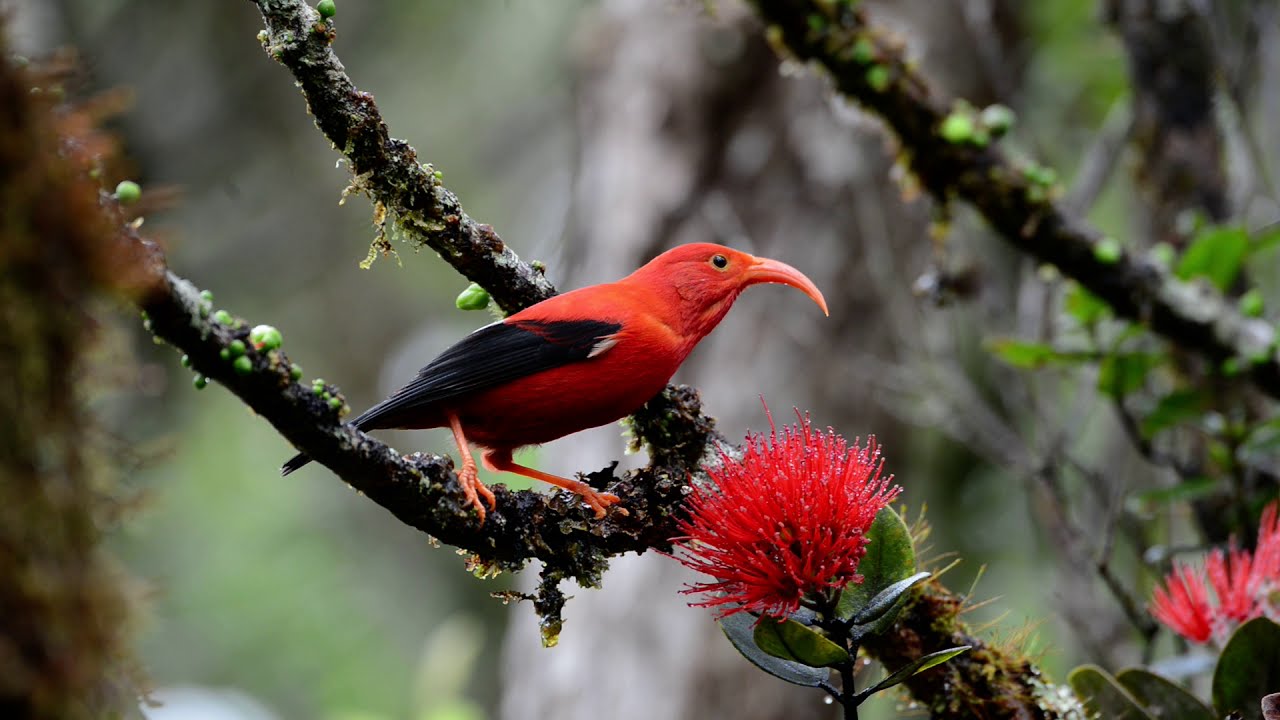 Iiwi on Lehua