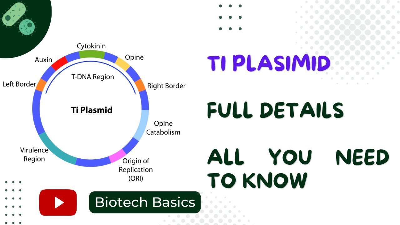 Ti Plasmid || FULL DETAILS  || Plant Biotechnology || GATE || CSIRNET || DBT || JGEBILLS || IITJAM
