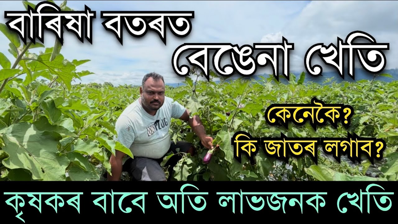 বাৰিষা বতৰত লাভজনক বেঙেনা খেতিৰ সবিশেষ BRINJAL FARMING IN ASSAM #farming Farming videos Assam 
