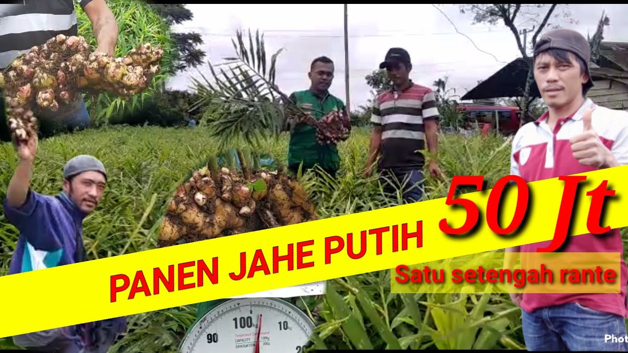 PANEN JAHE PUTIH SIMALUNGUN HASIL MELIMPAH