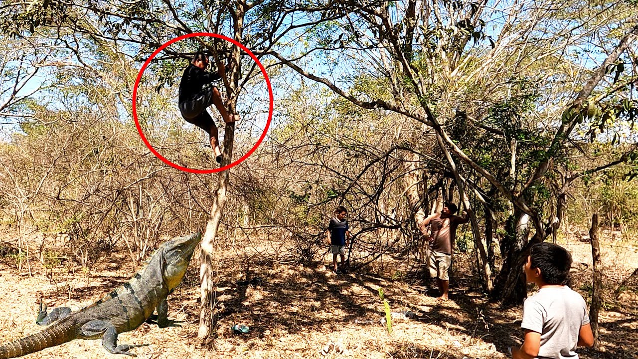 MODESTO BAJA UN GARROBO DEL ÁRBOL! EL SARGENTO MASAMORRA EN ACCIÓN