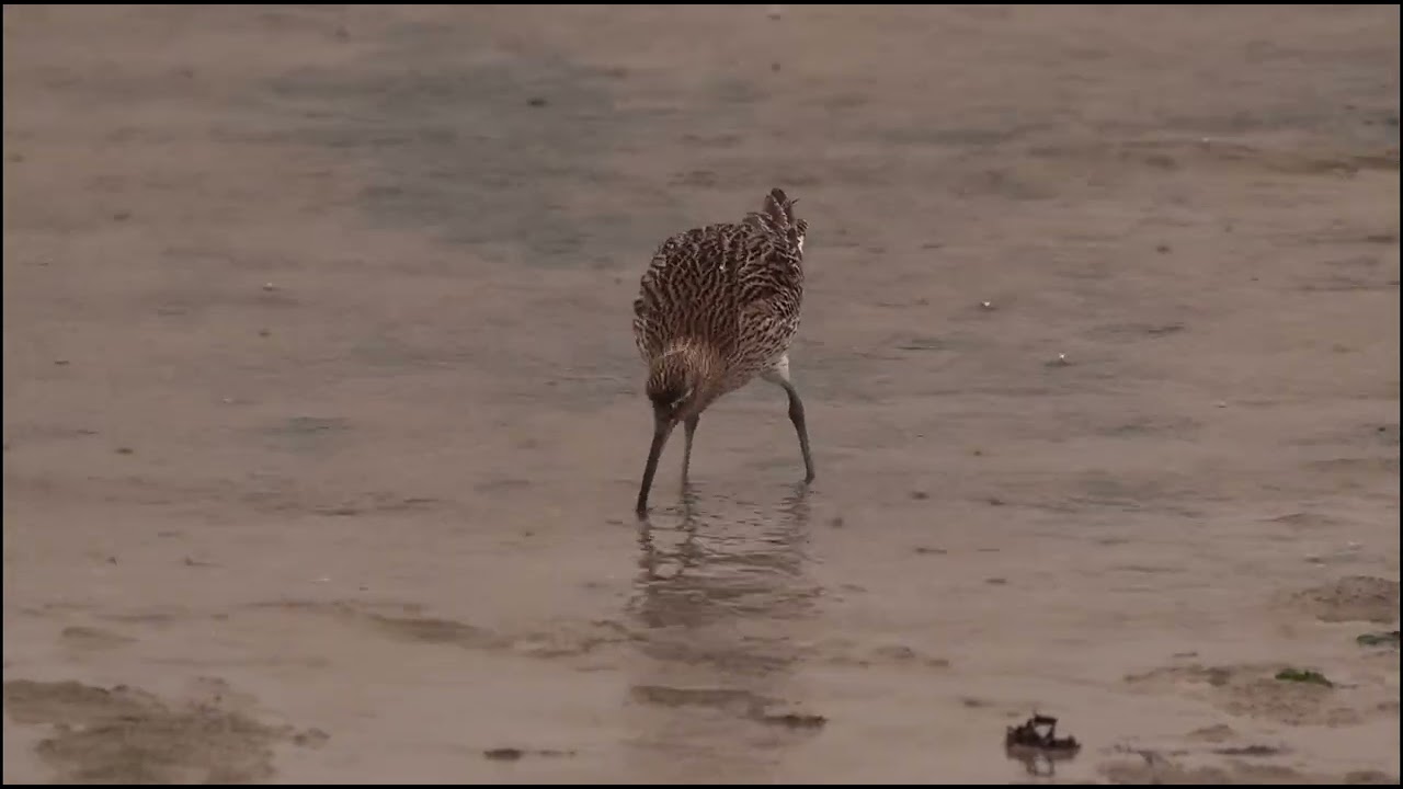 Starkregen auf Zeltdach
