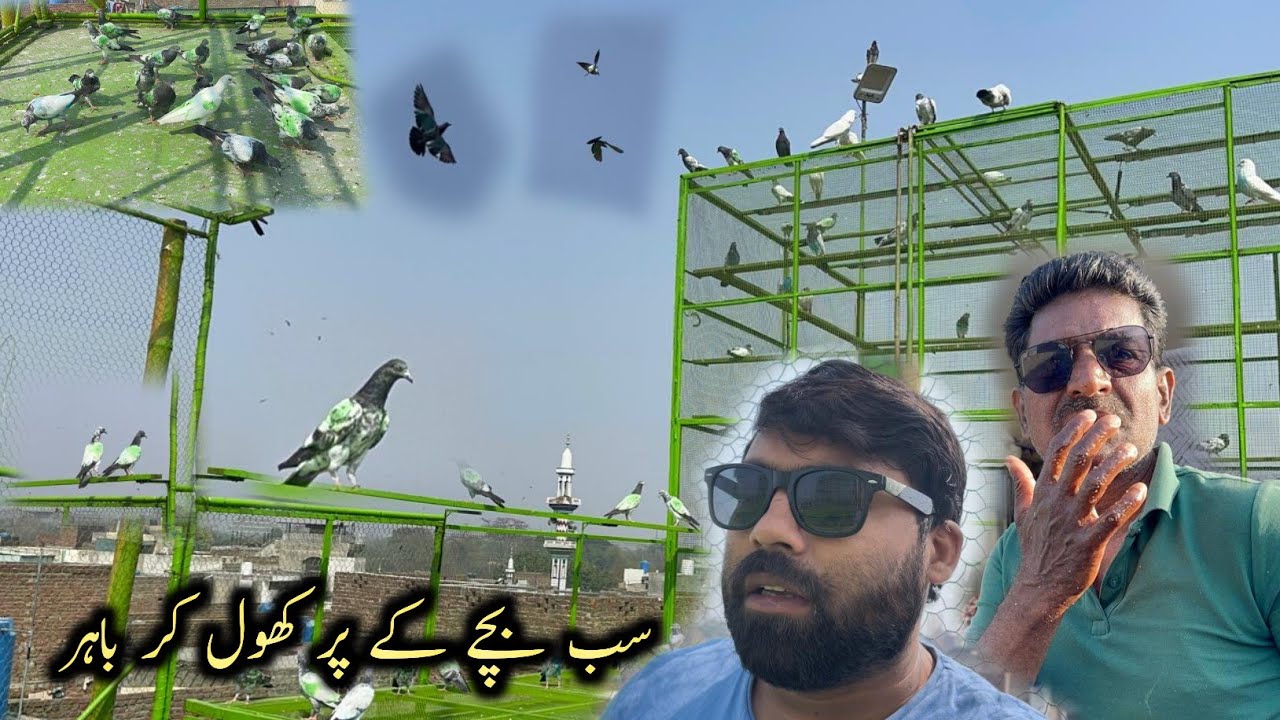 Sab baby Pigeons Kay Per Khol Kr Bahir Chor Diya 😊