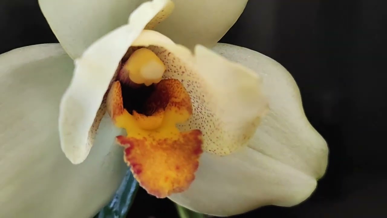 Lycaste Memoria Vic Madden '№29'Эквадор. 