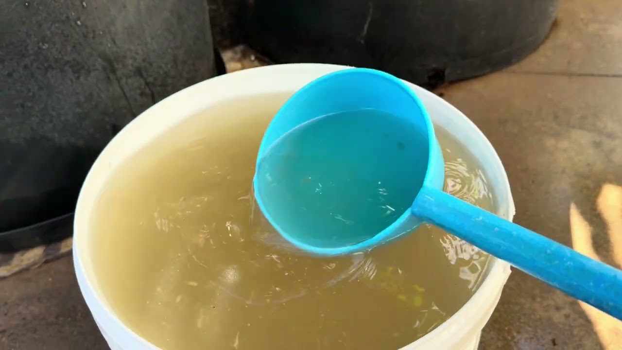 Tuoi phan  organic lam sao cho trai to  . Cay khoe manh trong Luc co trai chiu lanh tot .