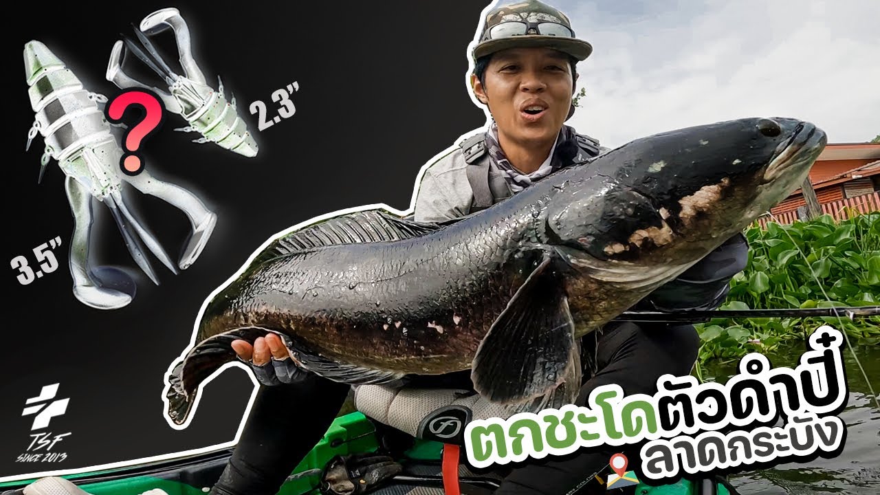 มาเทสเหยื่อใหม่โดนของใหญ่อีกแล้ว ชะโดดำ ลาดกระบัง